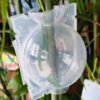 Reusable Plant Air Layering Rooting Ball Pod, High Pressure Propagation Root Growing Box, S/M/L Sizes Plastic Air Layer Grafting Case for Tree Cutting, Garden Nursery Plant Breeding (M)