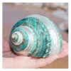 Seashells Large 6-10cm Natural Turbo Seashell Conch for Hermit Crab Habitat