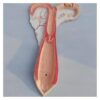 Sheep Uterus & Ovary Anatomical Model, Animal Reproductive Organ Model for Biology Classroom Teaching & Academic Research Display