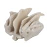 Sphenoid Anatomical Model Teaching Model Supplies, Ethmoid Bone