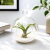 Succulents Box Mini Hanging Flat Bottom Beach Terrariums with White or Black Sand – Live Air Plant Succulent Plant, Indoor & Outdoor (Black)