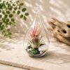Succulents Box Teardrop Beach Terrarium with Black Sand – Live Air Plant Succulent Plant, Indoor & Outdoor (Default Title)
