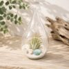 Succulents Box Teardrop Beach Terrarium with White Sand – Live Air Plant Succulent Plant, Indoor & Outdoor (Default Title)
