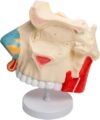 Three Times Life-Size Human Sinus Anatomy Model – Detachable Parts Reveal Frontal, Maxillary, Ethmoid & Sphenoid Sinuses for Med, Nursing & ENT Students