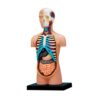 Torso Body Anatomy Model Human Body Model with Removable Organs Great Nurse, Doctor, Medical Students Anatomy for
