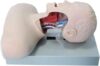 Tracheal Intubation Training Model, Human Airway Medical Teaching Simulator