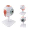 Triple Magnified Eyeball Disassembled Human Eye Dissection Ophthalmology Institution Medical Teaching Model