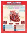 UCGAOIOQ Biology Classroom Poster - The Heart & Circulatory System Anatomy Chart, STEM Learning Tool for Middle High School Science(Unframed,12x18inch(30x45cm))