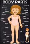 UCGAOIOQ Educational Body Parts Poster for Kids - Human Anatomy Chart, Science Learning Tool for Classroom, Biology & Homeschool(Unframed,16x24inch(40x60cm))