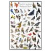 Where's Wildlife North Carolina Backyard Birds Laminated Poster | Common Bird Feeder Visitors