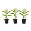 White Milkweed Live Plants Potted - Butterfly Milkweed Plants