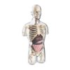 Wmqbjta Human Model Educational Kit Physiology Skeleton Figure Teaching Tool Transparent Organ Display Construction Suitable for exam Classroom l Student Projects