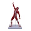 Yiju Educational Human Muscular Figure, Red