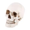 Ymiko 1: Size Lifelike Resin Human Skull Model White Decorative Piece for Artists and Halloween Decor 6.3" High