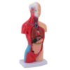 YOUTHINK Human Body Model 15 Piece Parts Interactive Anatomy Study Tools