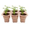 ZAWELIYO 2Pcs 6-Cell Silicone Seedling Trays for Succulents Pothos