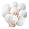 Zfrtyo 8Pcs Large Scallop Shells 4" 5" Natural Seashells for | Scallop Shells for Painting Home Wedding Decor