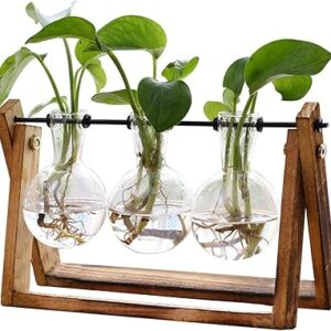 XXXFLOWER Plant Terrarium