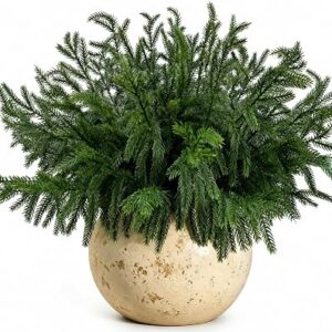GEEGOODS Artificial Norfolk Pine Branches
