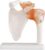 1:1 Life‑Size Articulating Shoulder Joint Skeleton Model for Teaching