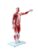 1/2 Human Muscle & Skeleton Model 27 Parts Anatomy 1pc
