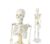 1/2 Life-Size Mini Human Skeleton Model for Anatomy 85 cm,1pcs
