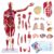1/2 Life-Size Muscular Model – 31.5IN Human Anatomy Muscle Model, 27 Detachable Parts, 347 Parts Indicator Signs – for Teaching Educational Display