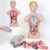 13 Part Detachable Human Torso Anatomy Model for Classroom Teaching