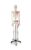 180cm Life Size Human Skeleton Model with Numbered Bones 1pc