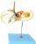 2-Part Detachable Enlarged Inner Ear Labyrinth Anatomical Model, Semicircular Canal & Auditory Internal Structure Display for Anatomy Classroom Teaching