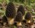22Day Seeds: Black Morel Mushrooms Spores/Morchella elata for Planting