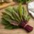 22Day Seeds: Seeds Sorrel Bloody Dock/Redvein Dock