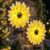 2 Pack Solar Sunflower Lights LED 9.8″ Metal Sunflower Outdoor Wall Decor