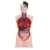 33-in Human Torso Model – Male Torso Anatomy Model, with 19 Removable Organs, Hand-Painted, Accurate Structure – for Teaching and Education Display