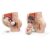 3B Scientific L20 Pregnancy Pelvis Human Anatomy Model, 3 Pieces + Free Anatomy App – 3B Smart Anatomy