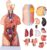 45 cm Human Torso Model, 23‑Part Detachable Anatomy for Medical Education