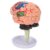 4D Anatomical Brain Assembled Model, Human Brain Simulation Model, Clear Structure Brain Model for Anatomy Learning and Medical Education with Base, Manual,
