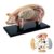 4D Pig Anatomy Model, Pig Skeleton Model Anatomy Model, Detachable