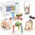 5-in-1 STEM Kit for Kids Ages 6-8 8-10, Wood Robot Building Science Kits