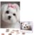 500 Piece Puzzles for Adults Personalized Wooden Puzzles Lovely Maltese Dog Jigsaw Puzzles Gift Custom Puzzle from Photos Challenging Puzzles for Family Wedding Christmas Birthday Gifts 20.4 x 15 in