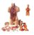 55cm Human Torso Model with Removable Organs – Master Chest & Abdominal Anatomy Hands-on for Med Students, Nursing & Clinical Teaching