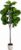 LUCEALBERI 6FT Artificial Fiddle Fig Tree