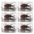6pcs Resin Beetle Spider Scorpion Specimens Handmade Collection