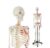 70.8″ Life Size Human Skeleton Model with Removable Skull & Spinal Nerves 1pc