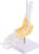 Adult Foot & Ankle Skeleton Anatomy Model with Ligaments – Detailed Bone Structure, Accurate Joint Relationships for Medical Study