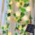 AMZSTAR Solar String Lights Outdoor Waterproof Rose Flower Ivy Vine Garland Curtain Light Artificial Flower Fairy Christmas Decor Patio Lighting for Garden Lawn Gazebo Porch Tree Wedding，5m 50LED