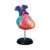 Anatomical Human Heart Model for Medical Medical Biological Experiment Heart Model of Human Anatomy Models Body