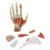 Anatomy Models, Human Hand Skeleton with Muscles Ligaments Nerves and Blood Vessels