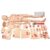 Anatomy Models, Multi Functional First Aid Trauma Care Manikin with Module