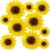 ANSOMO Sunflower Tissue Paper Pom Poms Yellow Flowers 12″ 8″ Pack of 10